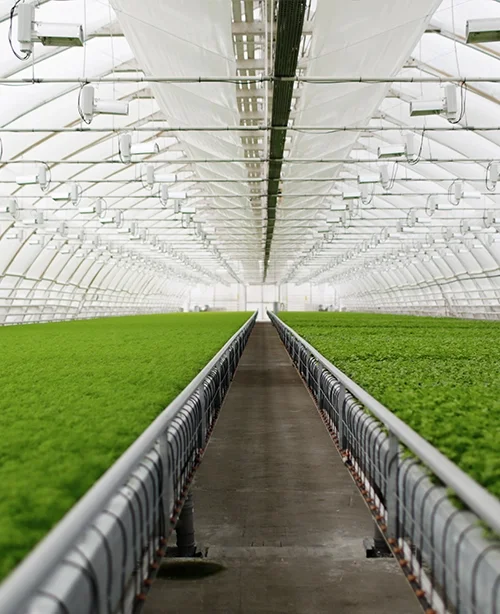 Green House Film